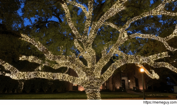 Holiday lights on a neighborhood oak tree 