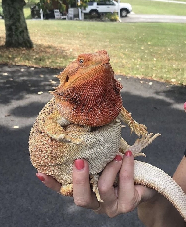 Holy fuck he is round