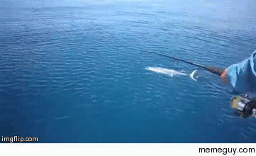 Holy mackerel