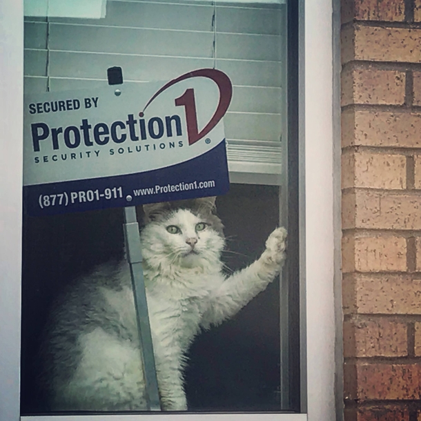 Home Purrtection System