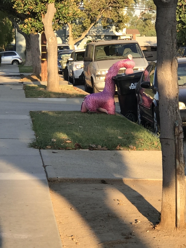 Homeless stuffed animal looking for a meal in the garbage