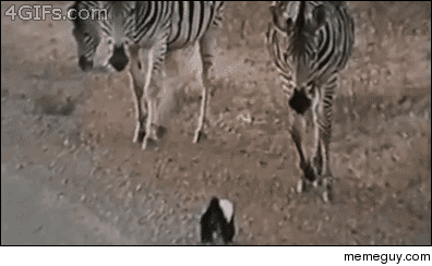 Honey badger does not give a fuck