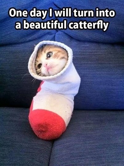 Hooman get me out of this sock