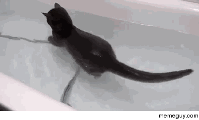 Hooman i forgot how to cat