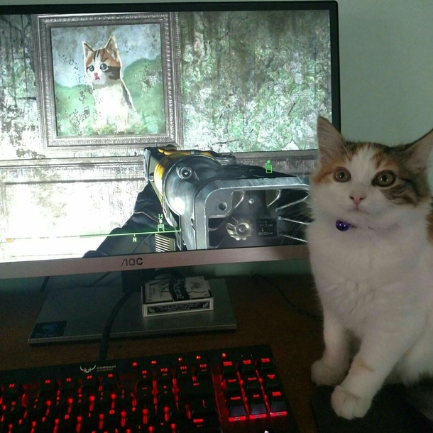 Hooman stahp