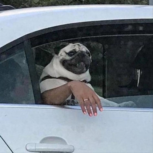 Hop in were cruising for bitches