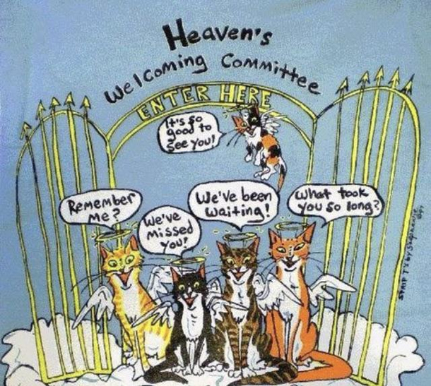 Hope to meet all the cats Ive met on Reddit someday