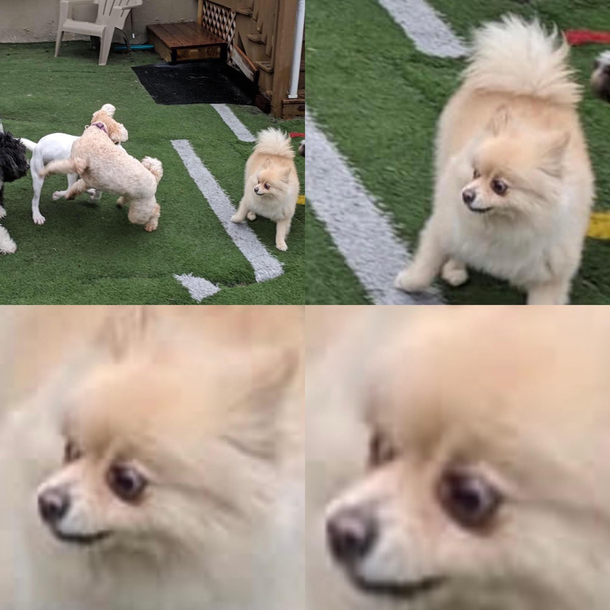 Hope you guys like my dogs expressions as much as I do lol