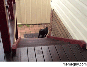 Hopping dog