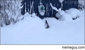Hopping in the snow - Learn from this Cat
