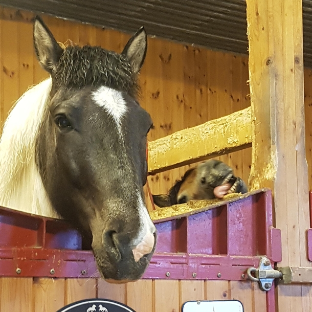 Horses such elegant creatures