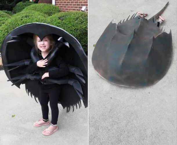 Horseshoe crab costume