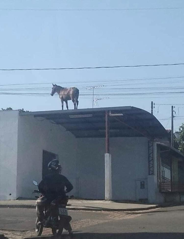 Horsing around