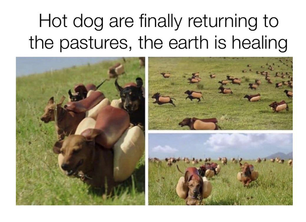 Hot doggos