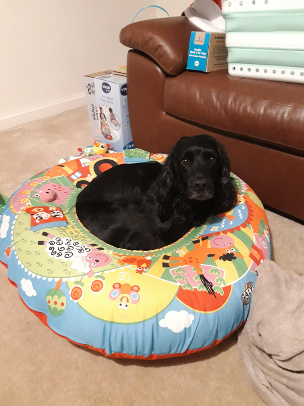 Hound this is not your bed