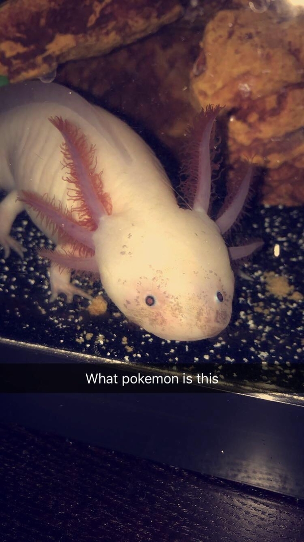 House sitting for a friend and asked me to feed the fish