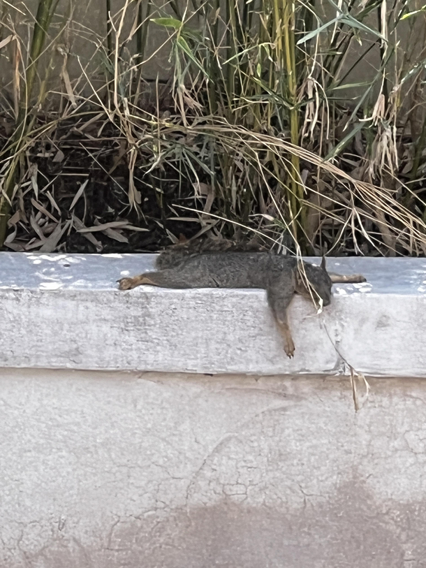How a squirrel survives the Texas heat