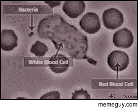 How A White Blood Cell Eats Staphylococcus Aureus Bacteria 