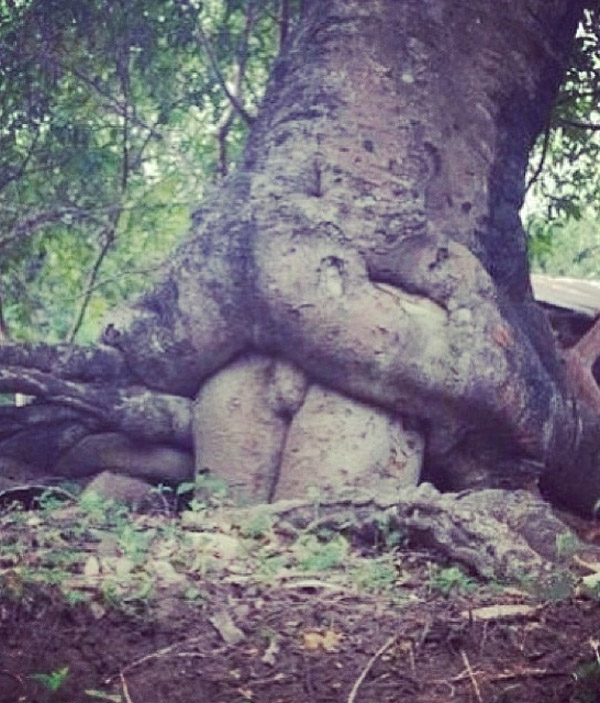 How baby trees are made
