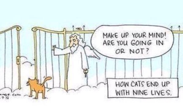How Cats End Up With Nine Lives