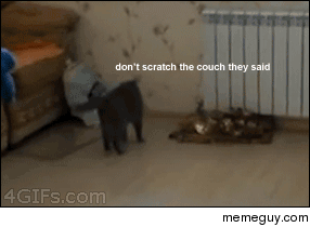 How cats feel