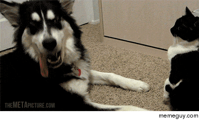 How dare you try to touch my ass you dog