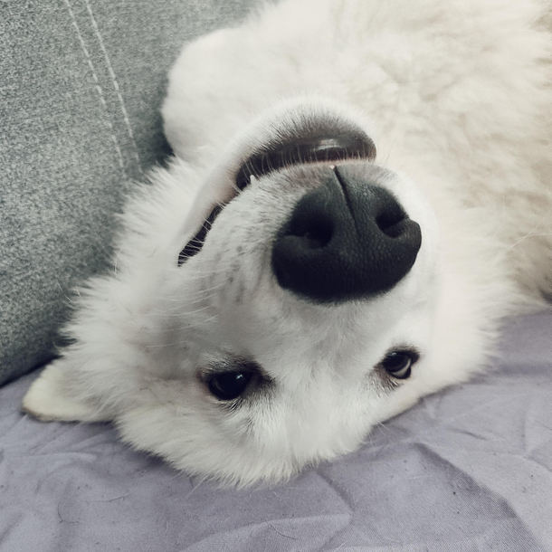 how do you call upside-down dog Australian shepherd ba-dum-tss