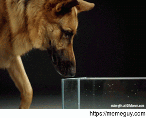 How dogs scoop up water
