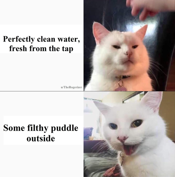 How hiss-terical