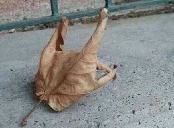 How leaves fall in Houston