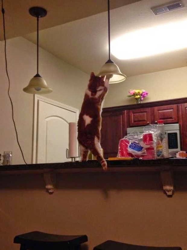 How many cats does it take to change a light bulb