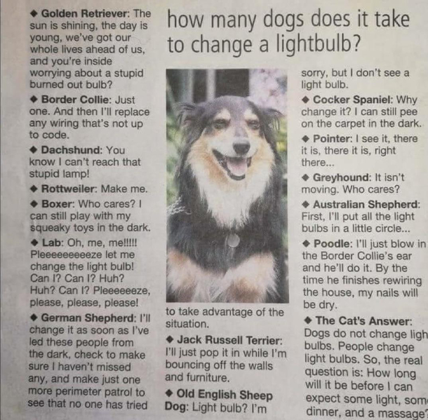 How many dogs does it take to change a lightbulb