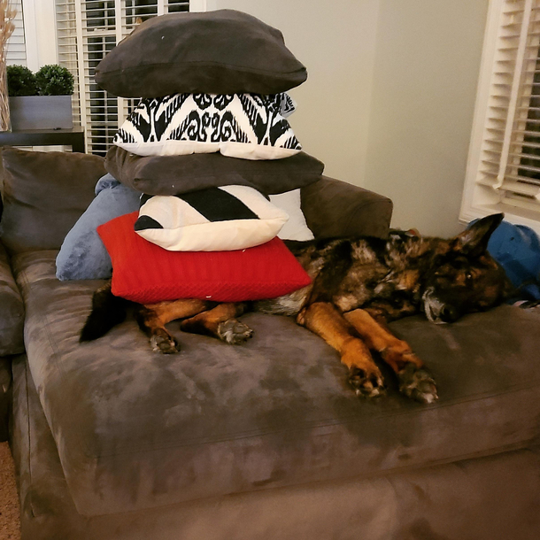 How many pillows can you stack on a German Shepherd Glad you asked