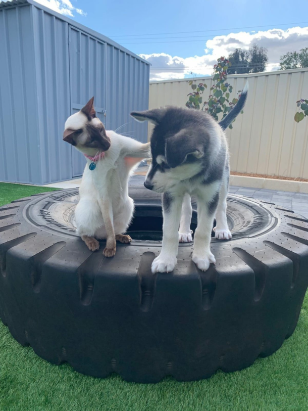 How many times have I got to tell you little one Were the boss 