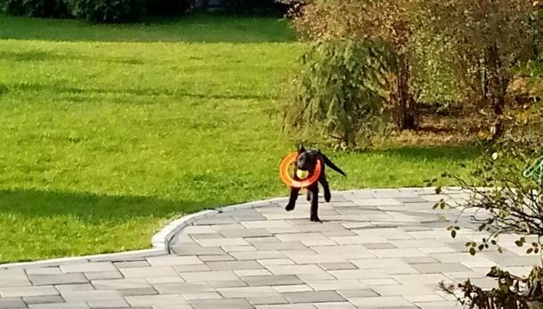 How many toys can I return to my homan