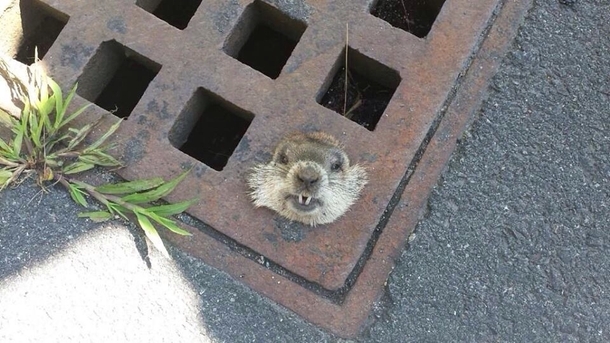 How much wood could a woodchuck chuck if the woodchuck wasnt stuck in a storm drain
