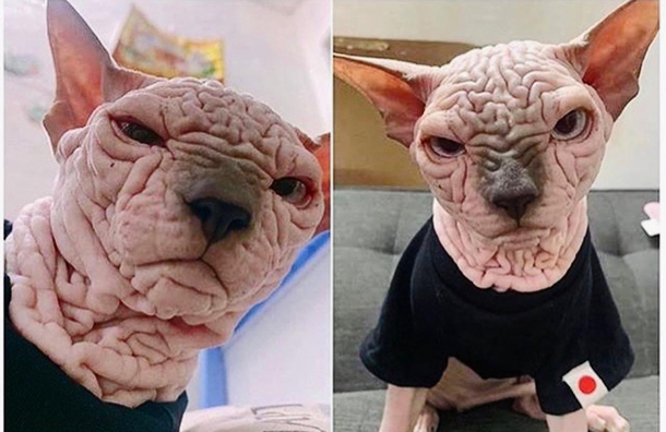 How my brain looks when people ask me stupid questions