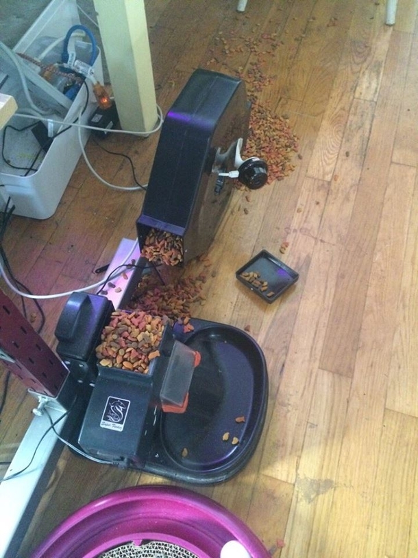 How my cat feels about the automated feeding system with webcam that I made for her 
