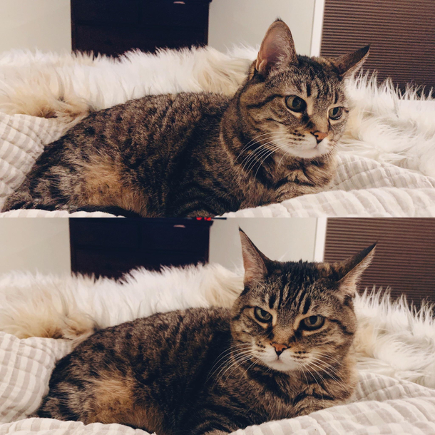 How my cat feels about the kids being home 