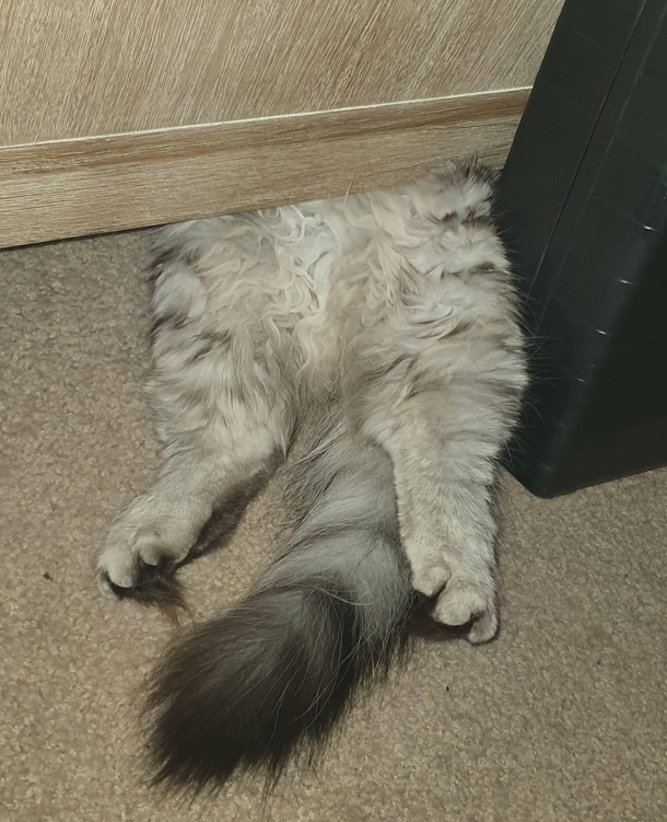 How my cat sleeps under the coffee table OC