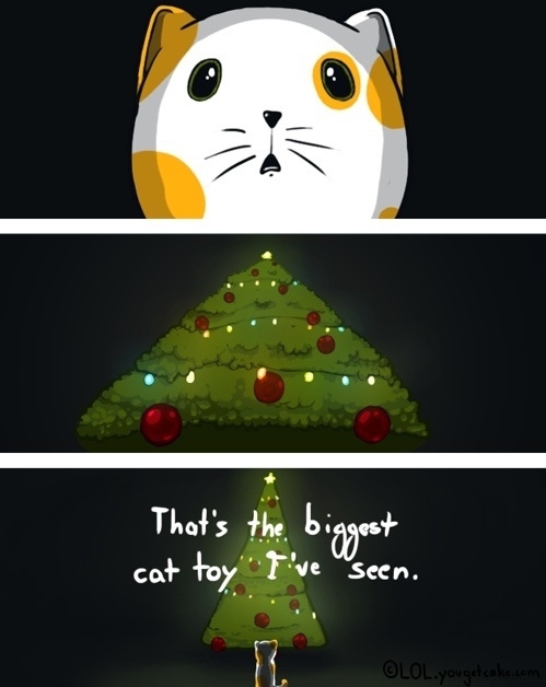 How my cat views Christmas