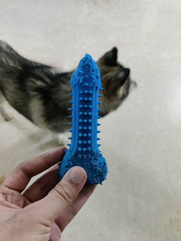How my dog ended up destroying his bone