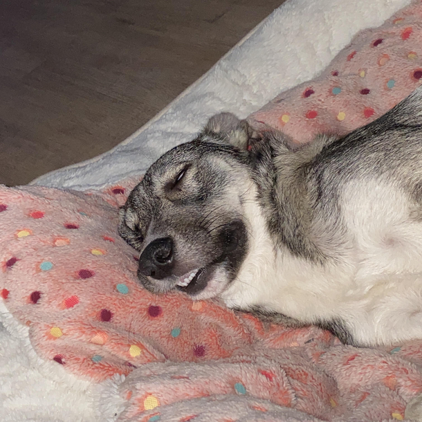 How my dog sleeps after a long day