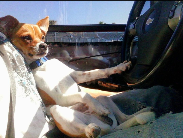 How my dog used to sit when he was a puppy