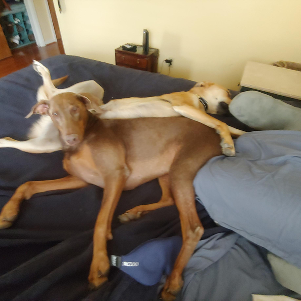 How my dogs sleep