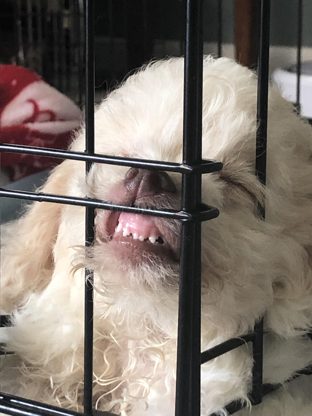 How my puppy fell asleep in her crate