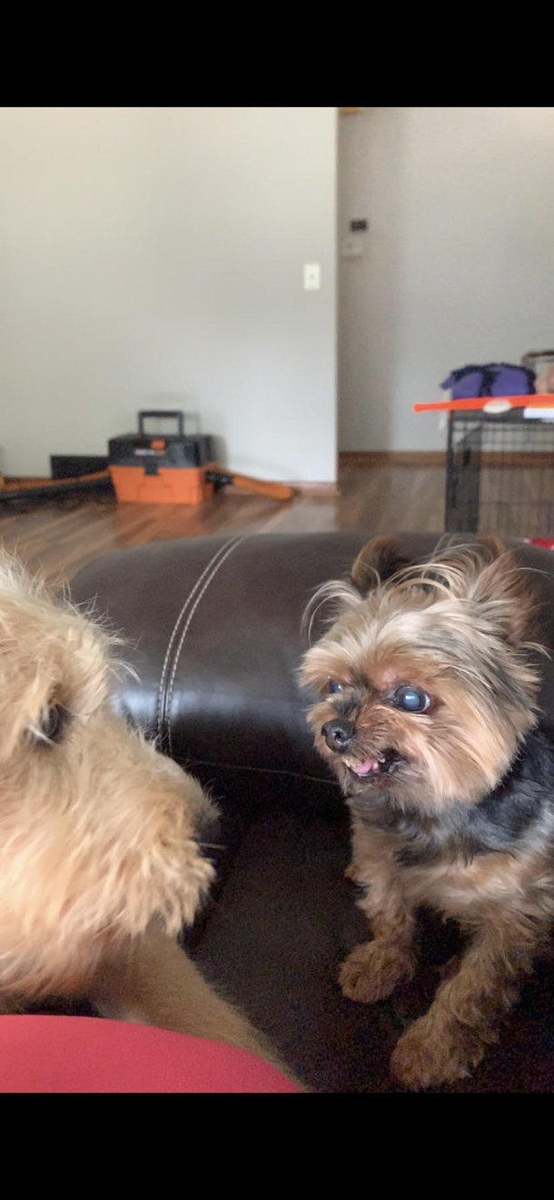 How my yorkie is feeling about the new puppy