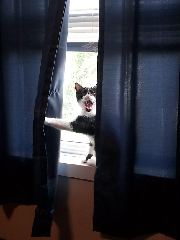 How our cat Millie lets us know someone is here