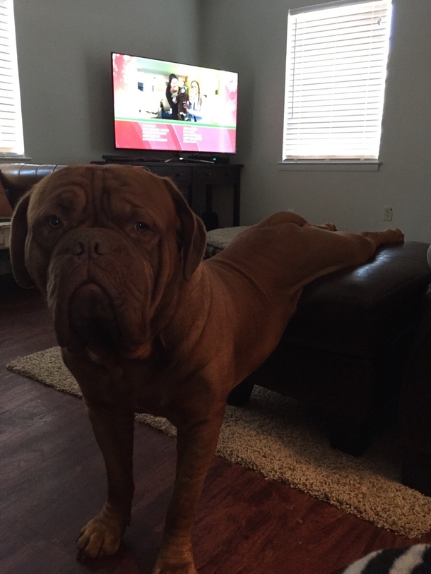 How our mastiff stretches his hips