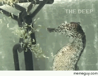 How seahorses are born